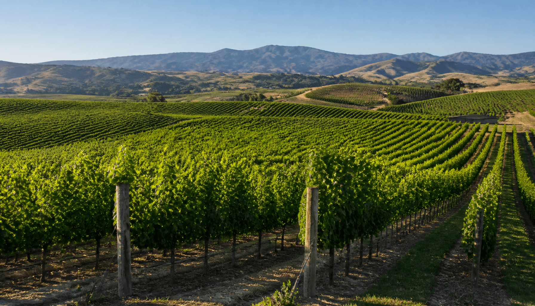 Marlborough vineyard rows under clear sky at harvest season