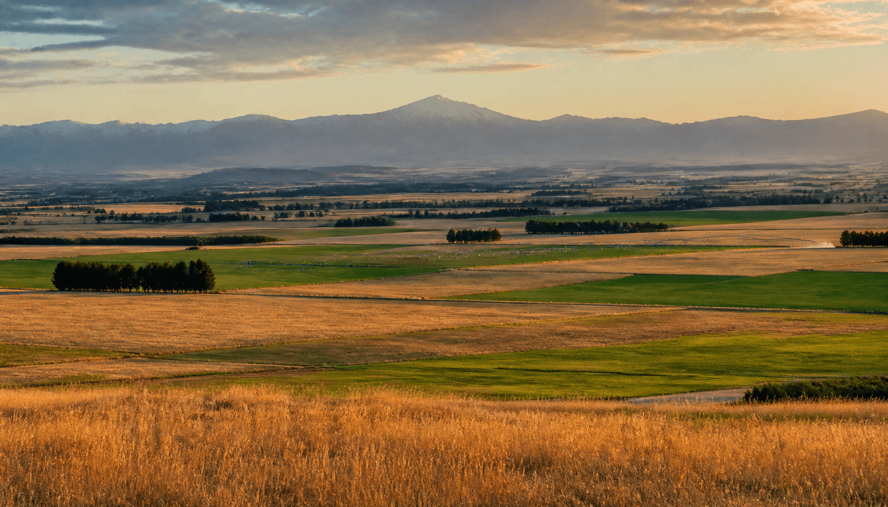 Canterbury plains farmland showing mixed arable and pasture land use under evening light