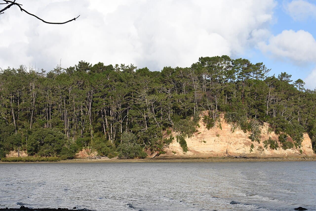 Radiata pine plantation forest in Auckland, New Zealand — the species that makes up 90–95% of NZ's production forests